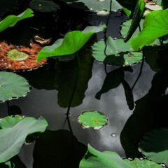 Зелене листя лотоса над темною водою болота
